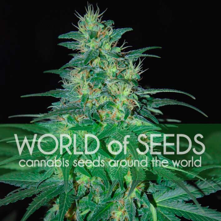 South african kwazulu (3) world of seeds