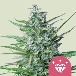 Special kush 1