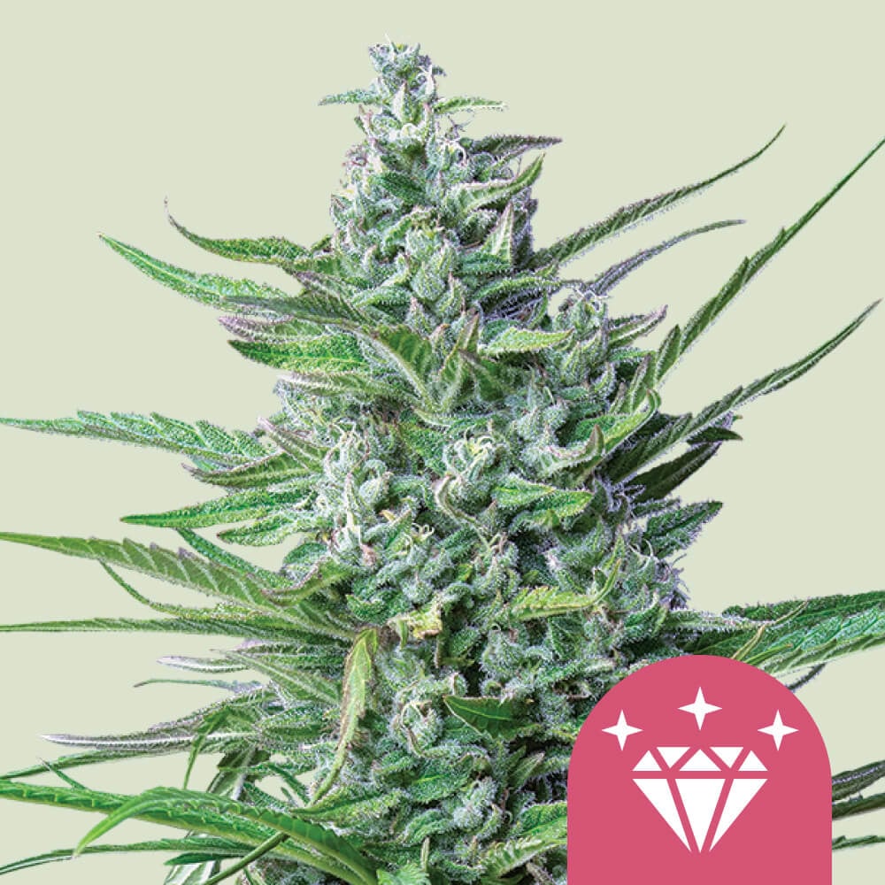 Special kush 1