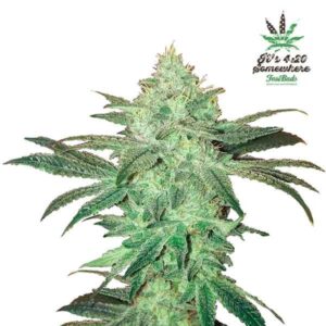 Stardawg auto fastbuds