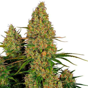 Sticky orange xxl auto