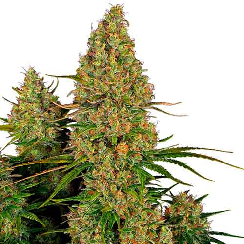 Sticky orange xxl auto