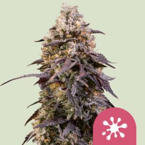 Sticky queen
