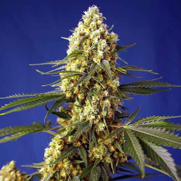 Strawberry banana gelato xl auto