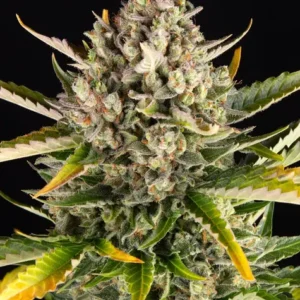 Straberry cheescake auto barney's seeds