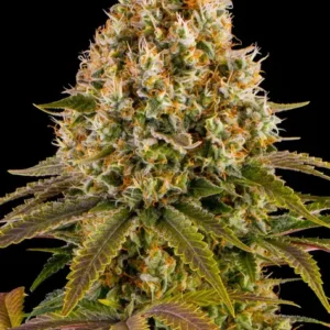 Strawberry lemonade 100% barney's farm seeds