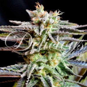 Sugar black rose 100% delicious