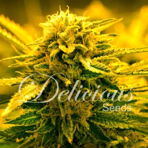 Sugar black rose auto (1) delicious