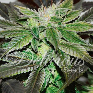 Sugar candy 100% delicious