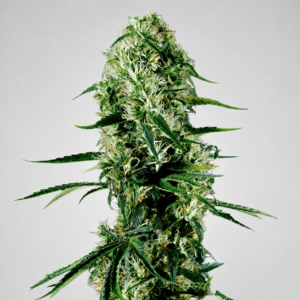 Super Silver Haze Granel