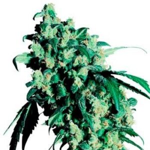 Super skunk