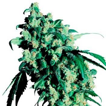 Super skunk