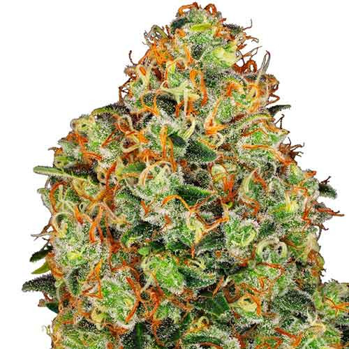 Sweet tangerine tango auto (5) sensi seeds