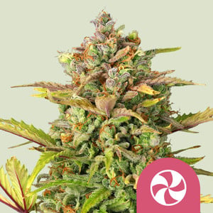 Zkittlez Granel