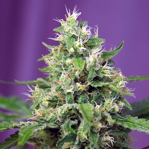 Sweet amnesia haze xl auto