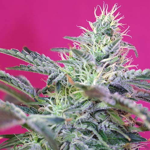 Sweet cheese auto