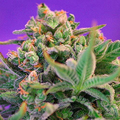 Sweet cheese