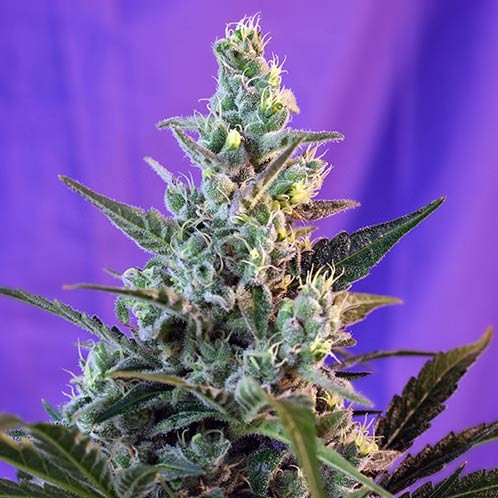Sweet skunk auto