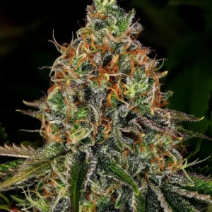 Tangerine dream auto barney's farm seeds