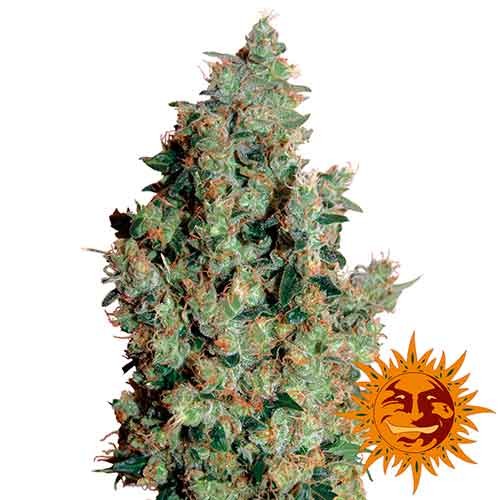 Tangerine dream 100% barney's farm seeds