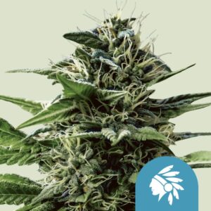 Tatanka Pure CBD (3) · Royal Queen Seeds