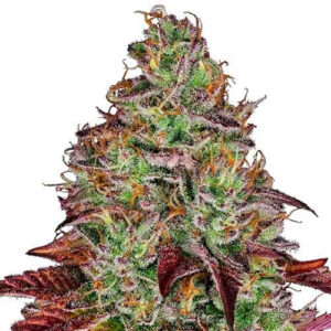 Tezla og
