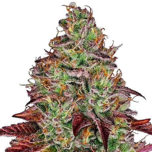 Tezla og