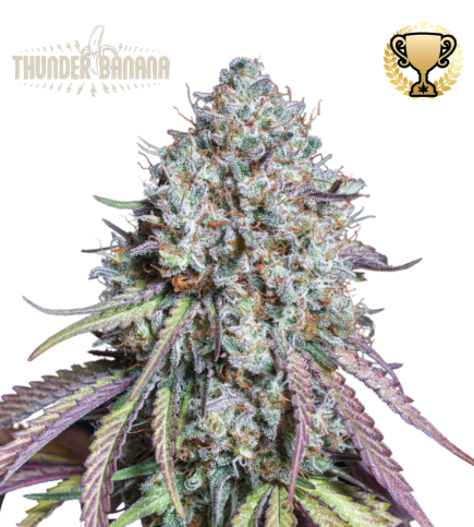 Thunder banana