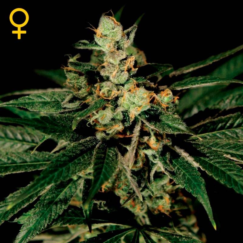 Trainwreck 100% green house