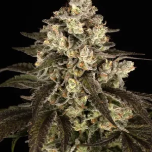 Trainwreck barneys farm