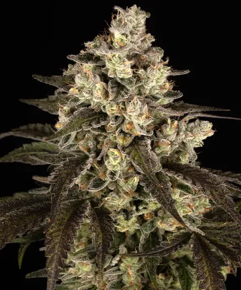Trainwreck barneys farm