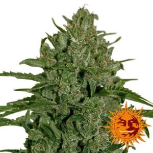 Triple cheese (10)100% barney's farm seeds