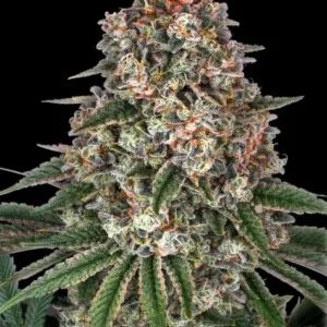 Tropicanna banana barney's farm seeds