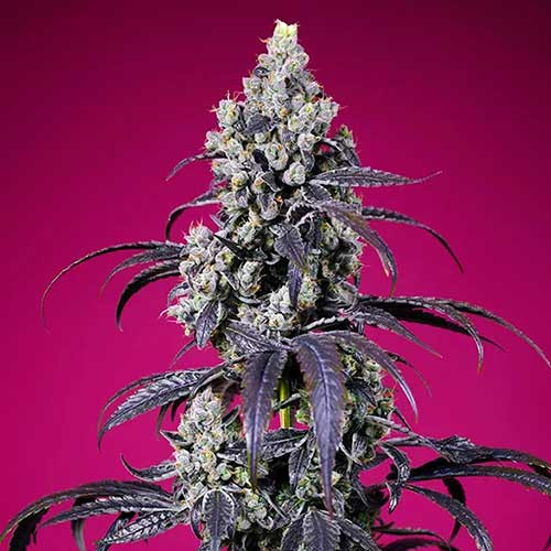 Tropicanna cherry xl auto