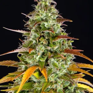 Watermelon zkittlez auto barney's farm seeds