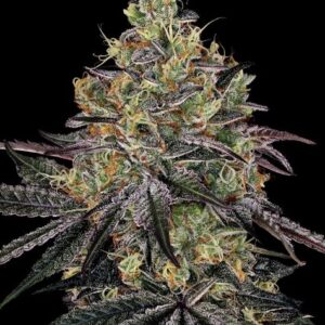 Watermelon zkittlez 100% barney's farm seeds