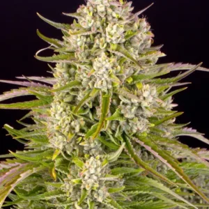 Wedding cake auto barney's farm seeds