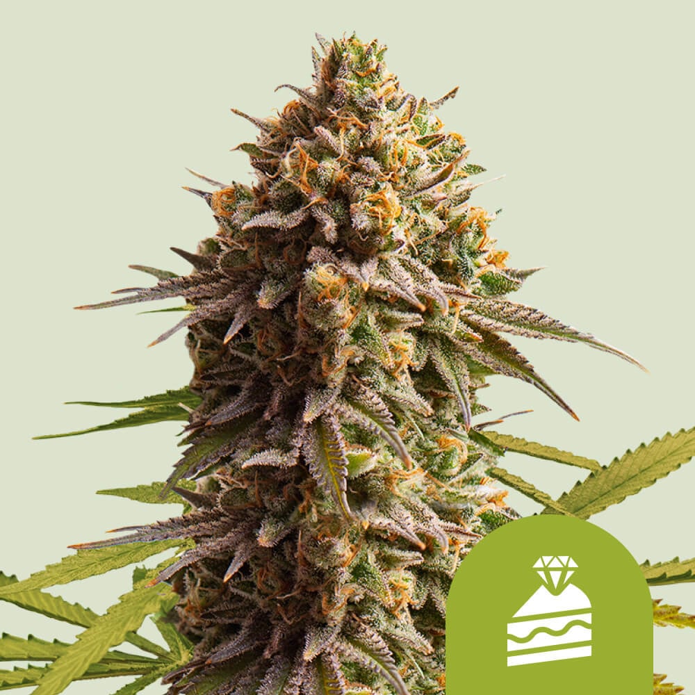 Wedding cake auto