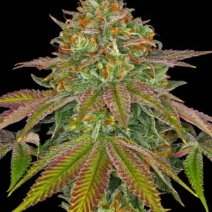 Wedding cake (5) 100% barney's seeds