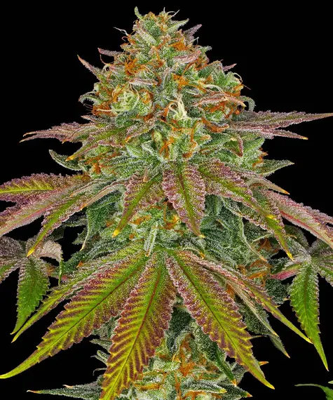 Wedding cake 100% barney's farm seeds
