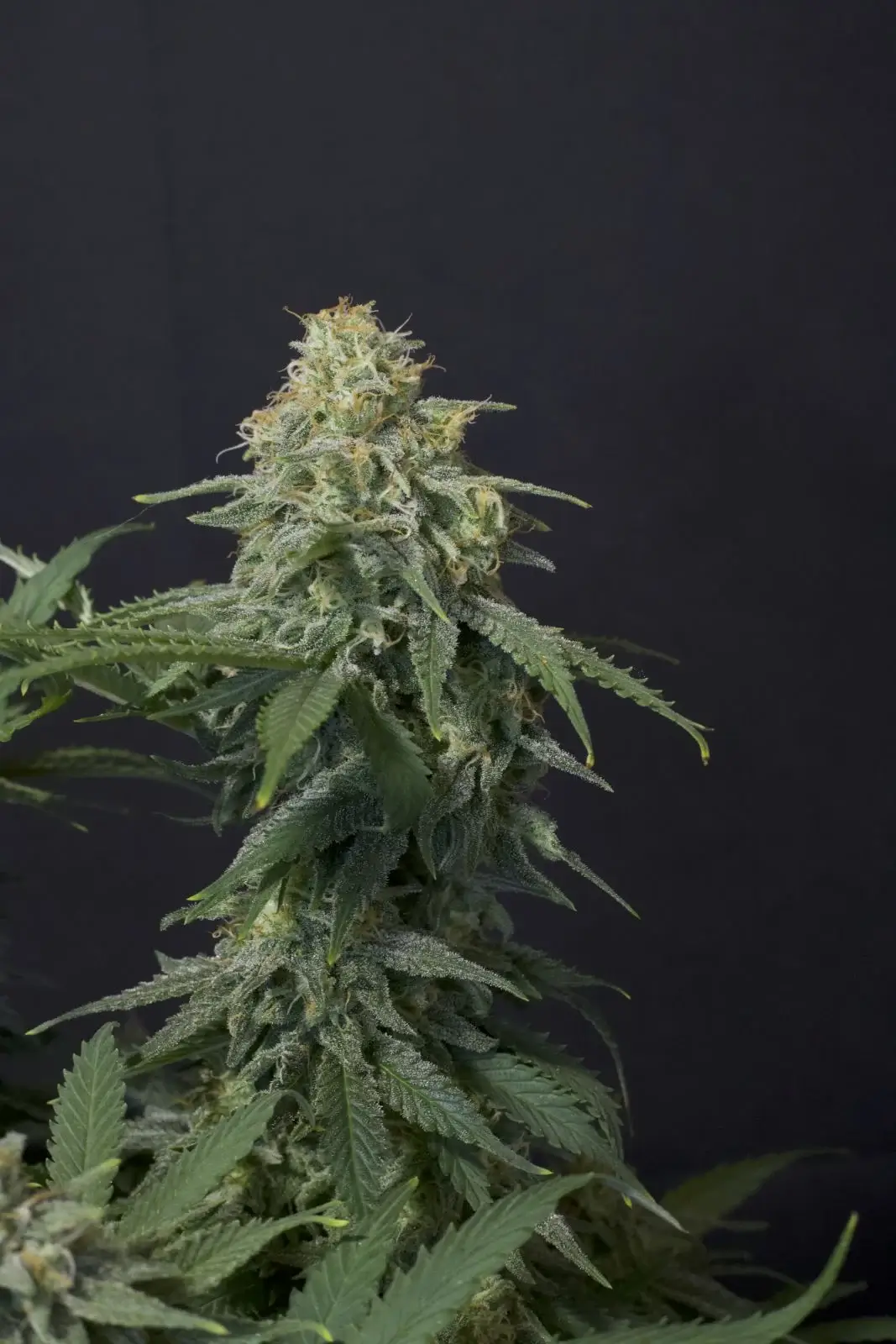 Wedding cheesecake ff fastbuds