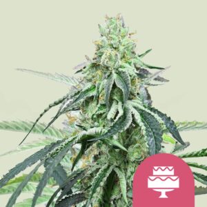 Wedding gelato