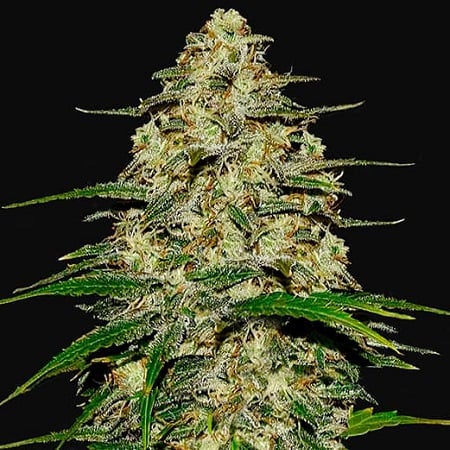 Weedding cheescake auto (10) fastbuds