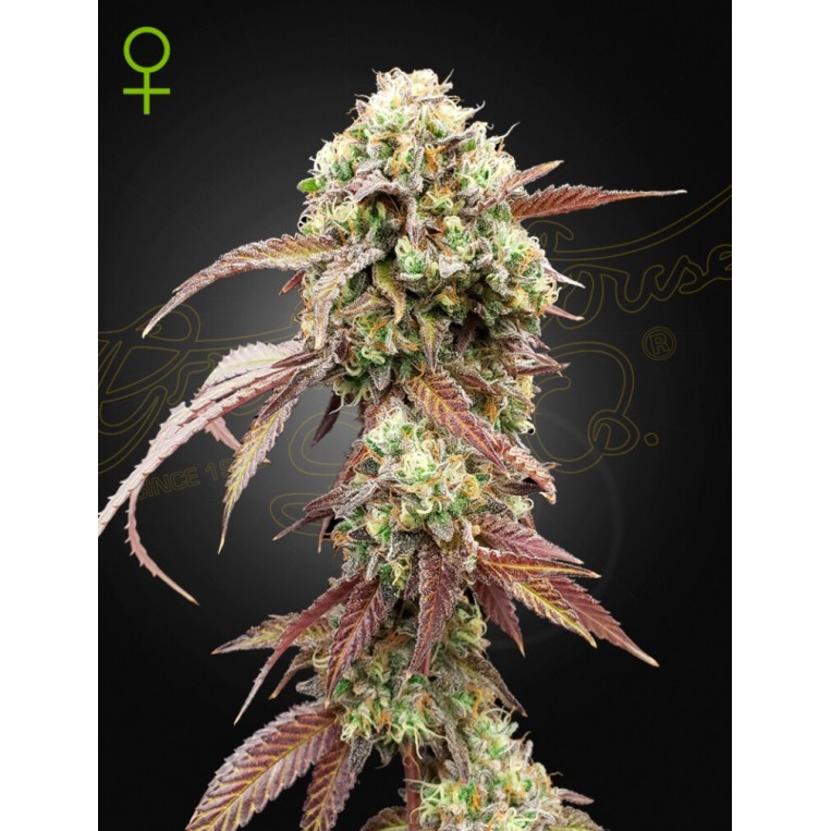 West coast og x gelato 41 auto green house