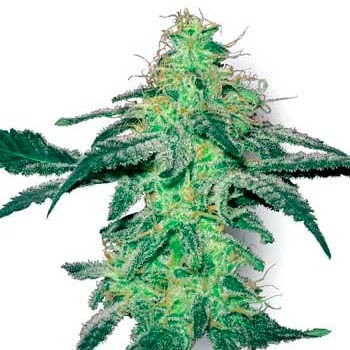 White skunk