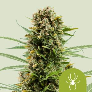 White widow auto