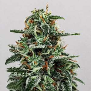 White Widow Granel