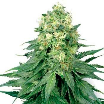 White widow (10) 100% white label seeds