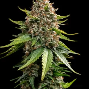 White widow xxl auto barney's seeds