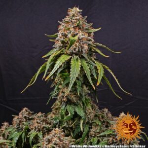 White widow xxl 100% barney's seeds